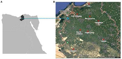 Seroprevalence and risk factors analysis of Neospora caninum and Toxoplasma gondii in cattle of Beheira, Egypt